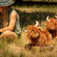 Heidi the Highland Cow